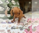 Small Photo #8 Dachshund Puppy For Sale in PERRIS, CA, USA