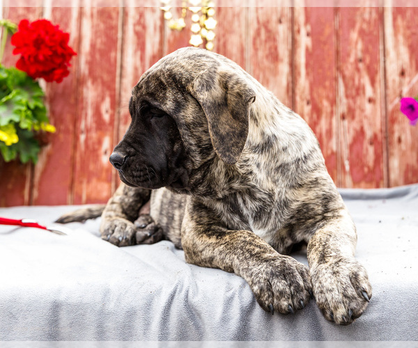 Medium Photo #11 Mastiff Puppy For Sale in WAKARUSA, IN, USA