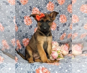 German Shepherd Dog Puppy for sale in ELKTON, MD, USA