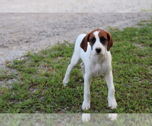 Boxer-Cavalier King Charles Spaniel Mix Puppy for sale in SHILOH, OH, USA