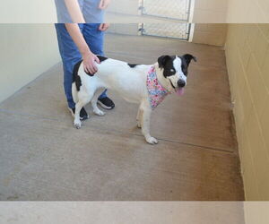 Labrador Retriever-Unknown Mix Dogs for adoption in McKinney, TX, USA