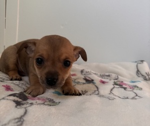 Chihuahua-Wapoo Mix Puppy for sale in OWINGSVILLE, KY, USA