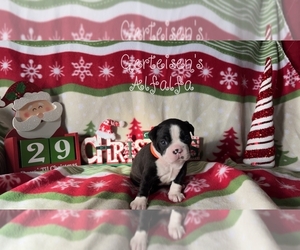 Boston Terrier Puppy for sale in NEWBURGH, IN, USA