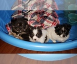 Small Photo #1 Shiranian Puppy For Sale in DINWIDDIE, VA, USA