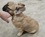 Small #1 French Bulldog