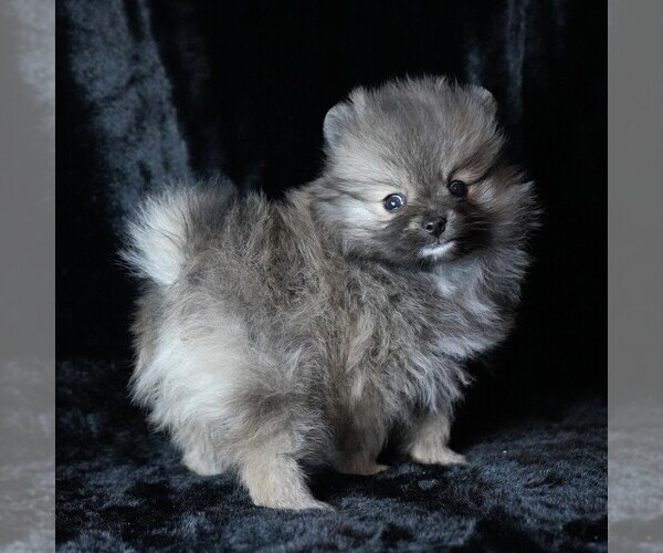 Medium Photo #4 Pomeranian Puppy For Sale in ROCK VALLEY, IA, USA