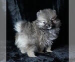 Small #3 Pomeranian
