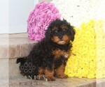 Small #1 Cavapoo