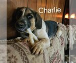 Small Photo #2 Beagle-Unknown Mix Puppy For Sale in Rustburg, VA, USA