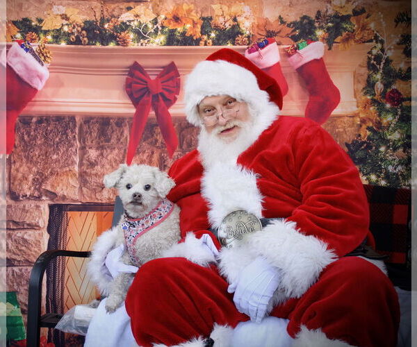 Medium Photo #2 Poodle (Miniature) Puppy For Sale in Albuquerque, NM, USA
