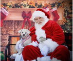 Small #1 Poodle (Miniature)