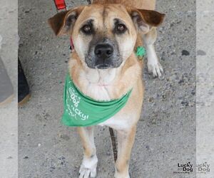 Labrador Retriever-Unknown Mix Dogs for adoption in Washington, DC, USA