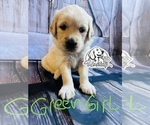 Small Photo #8 Golden Retriever Puppy For Sale in BOILING SPGS, SC, USA