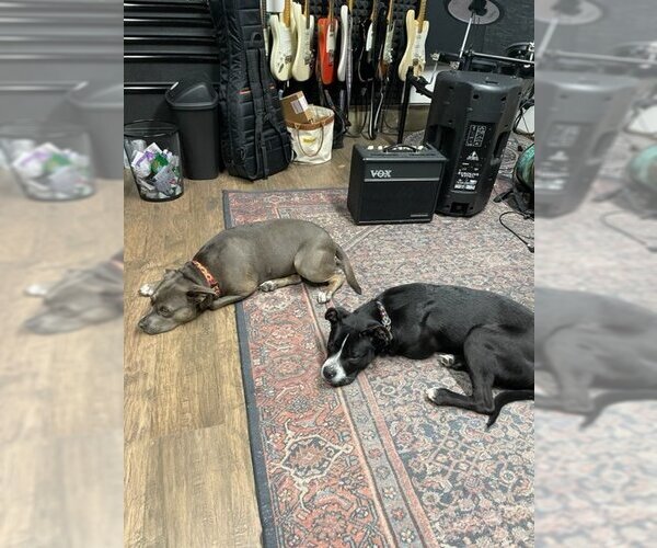 Medium Photo #5 American Staffordshire Terrier-Boxer Mix Puppy For Sale in San Juan Capistrano, CA, USA