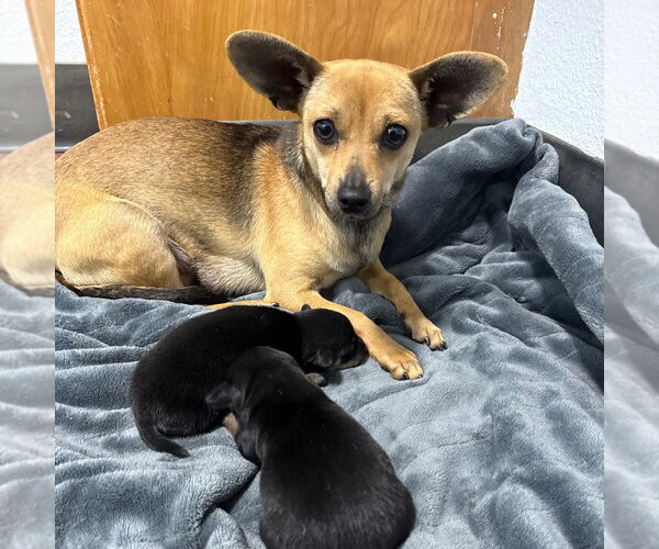 Medium Photo #1 Chihuahua Puppy For Sale in Chico, CA, USA
