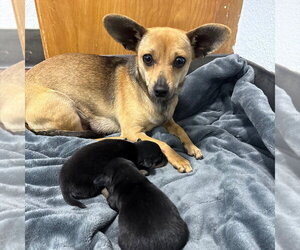 Chihuahua Dogs for adoption in Chico, CA, USA