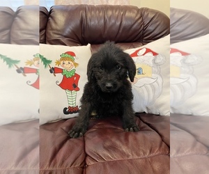 Labradoodle Puppy for sale in MAXTON, NC, USA