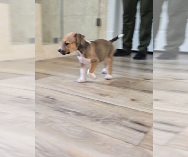 Medium Photo #3 Labrador Retriever Puppy For Sale in The Woodlands, TX, USA