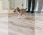 Small #2 Labrador Retriever
