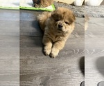 Litter of 3 - Male(s) and Female(s) Chow ChowLitter of Puppies for Sale - Photo #4