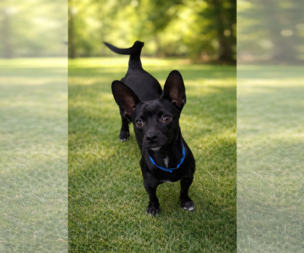 Medium Photo #3 Dachshund Puppy For Sale in Menifee, CA, USA