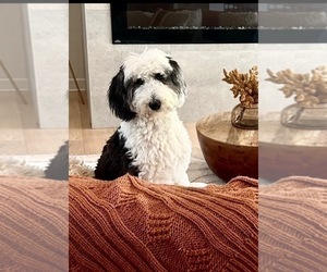 Mother of the Sheepadoodle puppies born on 04/12/2025