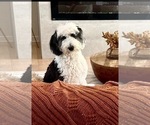 Small Photo #1 Sheepadoodle Puppy For Sale in ST AUGUSTINE, FL, USA