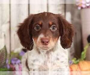Dachshund Puppy for sale in MOUNT VERNON, OH, USA