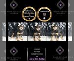 Small Photo #2 Goldendoodle (Miniature) Puppy For Sale in WARSAW, IN, USA