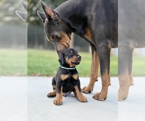 Doberman Pinscher Puppy for Sale in NEWTON, North Carolina USA