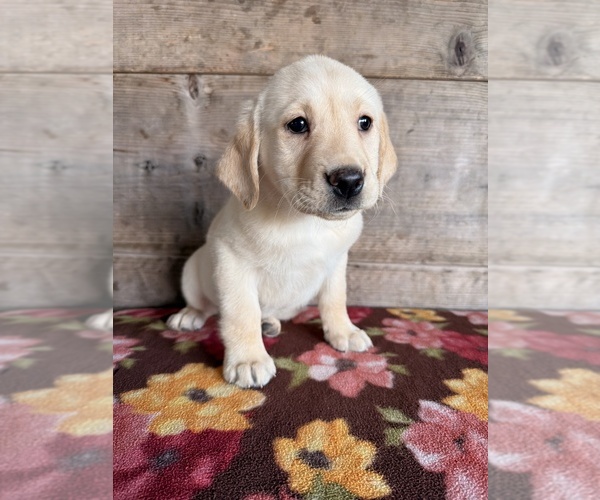 Medium Photo #1 Labrador Retriever Puppy For Sale in VERMONTVILLE, MI, USA