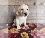 Image preview for Ad Listing. Nickname: Litter of 4
