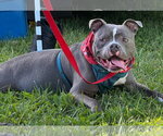 Sugar Cane - Male American Pit Bull Terrier-Unknown Mix Dog for Adoption - Small photo