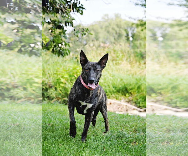 Medium Photo #4 Dutch Shepherd -Unknown Mix Puppy For Sale in Sandy, UT, USA