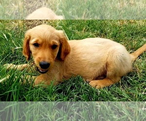 Golden Retriever Puppy for sale in ANTIOCH, CA, USA
