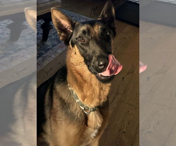 Medium Photo #15 German Shepherd Dog-Unknown Mix Puppy For Sale in Lake Forest, CA, USA