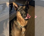 Small #14 German Shepherd Dog Mix