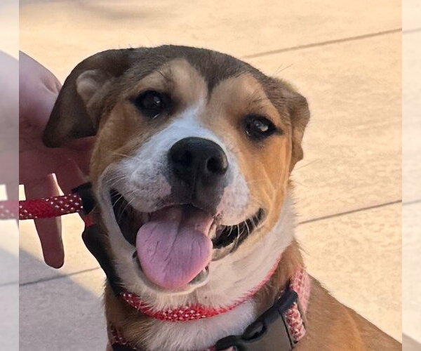 Medium Photo #1 Beagle-Unknown Mix Puppy For Sale in Lake Forest, CA, USA