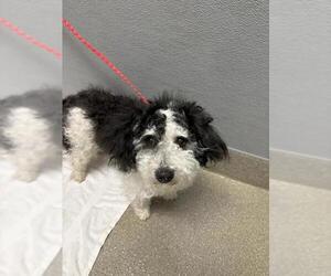 Maltese-Unknown Mix Dogs for adoption in Las Vegas, NV, USA
