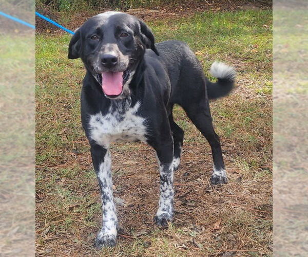 Medium Photo #5 Labrador Retriever-Unknown Mix Puppy For Sale in Wetumpka, AL, USA