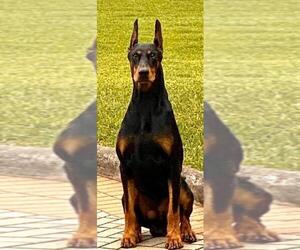 Father of the Doberman Pinscher puppies born on 08/07/2020