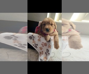 Goldendoodle Puppy for sale in LYNN HAVEN, FL, USA