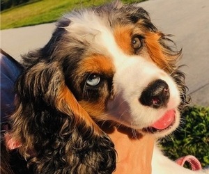 Mother of the Cocker Spaniel puppies born on 08/27/2025