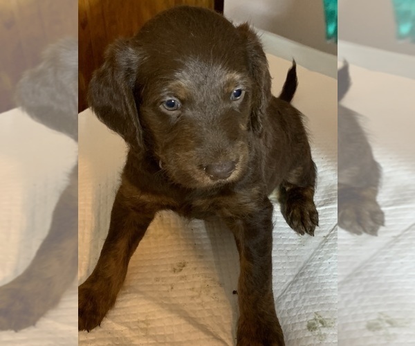 Medium Photo #2 Labradoodle Puppy For Sale in DEEPWATER, MO, USA