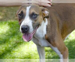 Treeing Walker Coonhound-Unknown Mix Dogs for adoption in Tallahassee, FL, USA