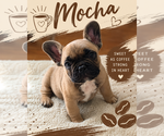Puppy Mocha French Bulldog
