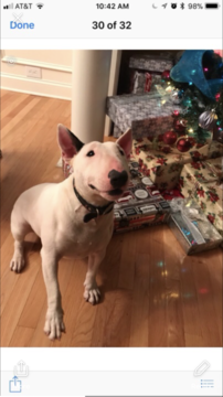 Medium Photo #1 Miniature Bull Terrier Puppy For Sale in EASLEY, SC, USA