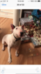 Small Photo #1 Miniature Bull Terrier Puppy For Sale in EASLEY, SC, USA