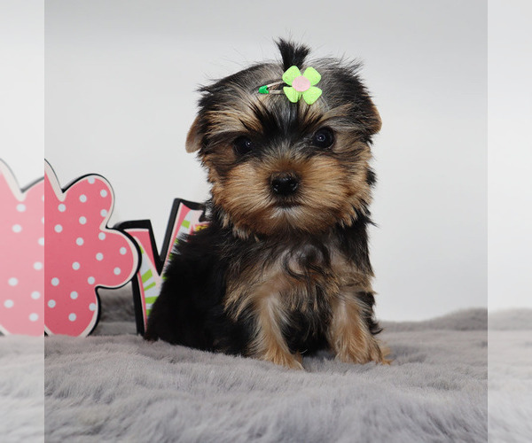 Medium Photo #4 Yorkshire Terrier Puppy For Sale in LOS ANGELES, CA, USA