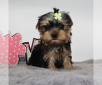 Small #3 Yorkshire Terrier